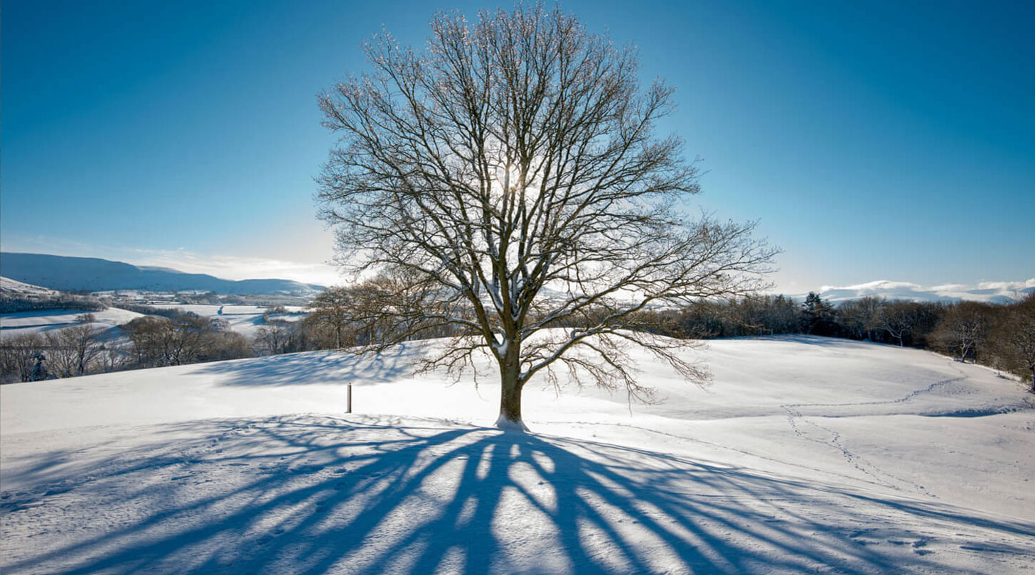 TreeShadowNoText TreeShadowNoText